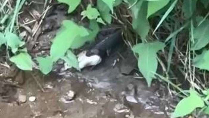 Artvin'de ilginç anlar! Yılan balığı böyle yuttu