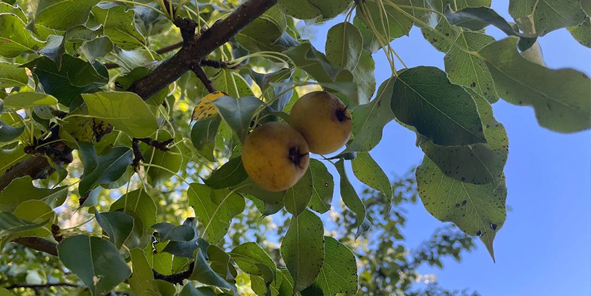 Artvinde bulunan dünyanın en yaşlı armut ağacının meyve hasadı yapıldı