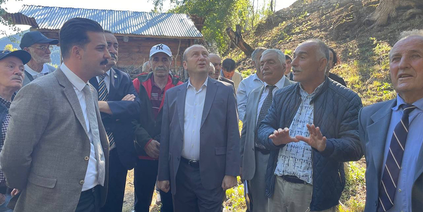 Artvinde bulunan dünyanın en yaşlı armut ağacının meyve hasadı yapıldı