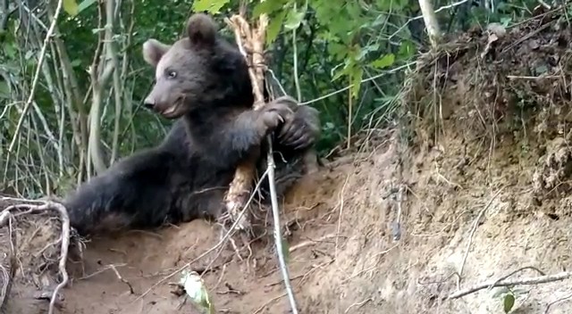 Rize'de ayı fındık bahçesinde çelik tellere takıldı