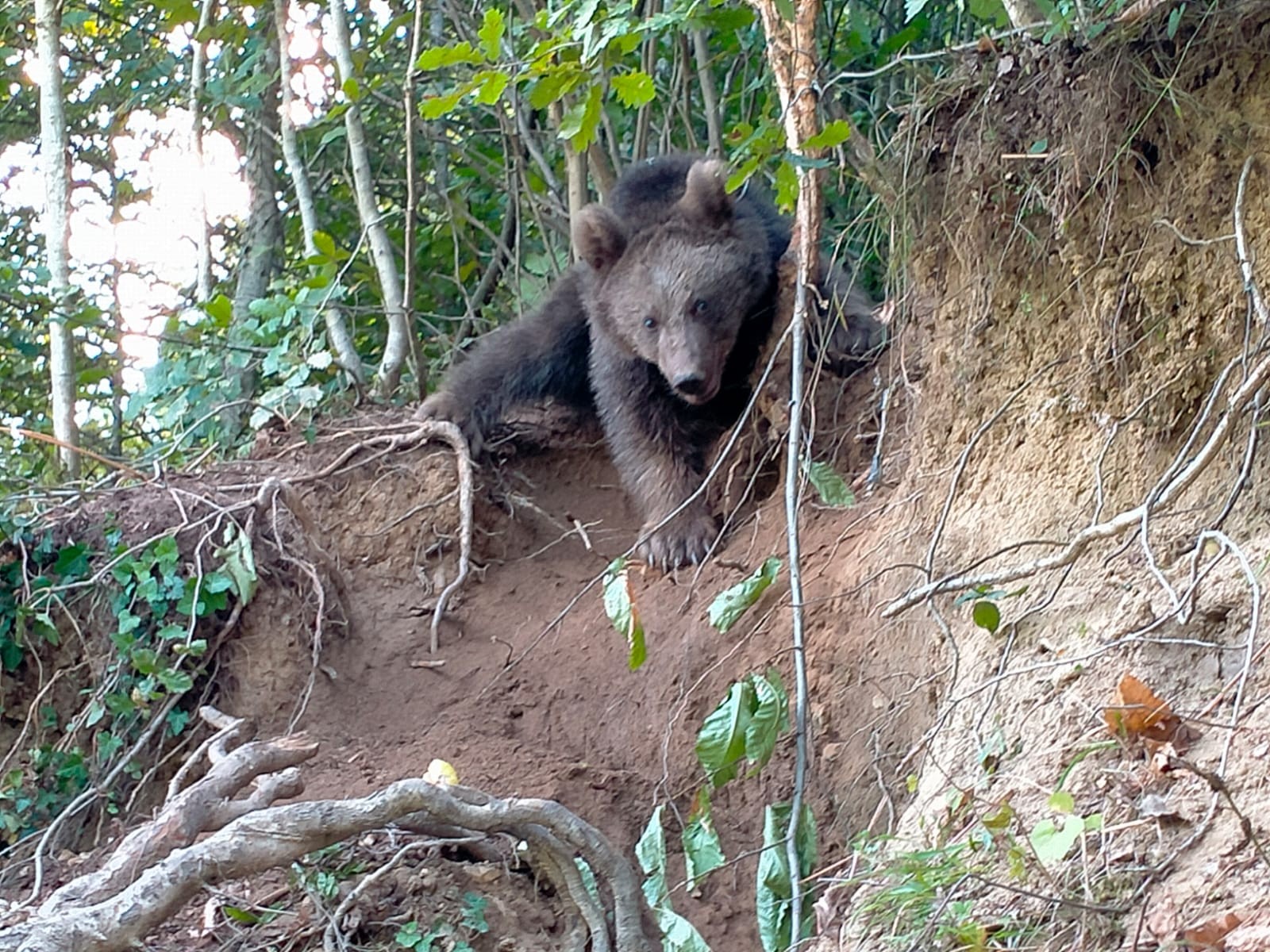 Rize'de ayı fındık bahçesinde çelik tellere takıldı