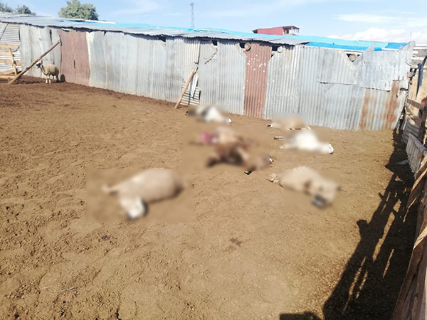 Bayburt'ta sürüye saldıran kurtlar 12 koyunu telef etti