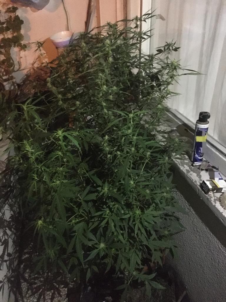 Trabzon’da iş yerine silahlı saldırı olayında bir kişi gözaltına alındı