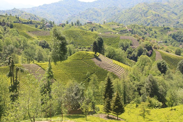 Doğu Karadeniz'de azalan yağışlar çay rekoltesini vurdu