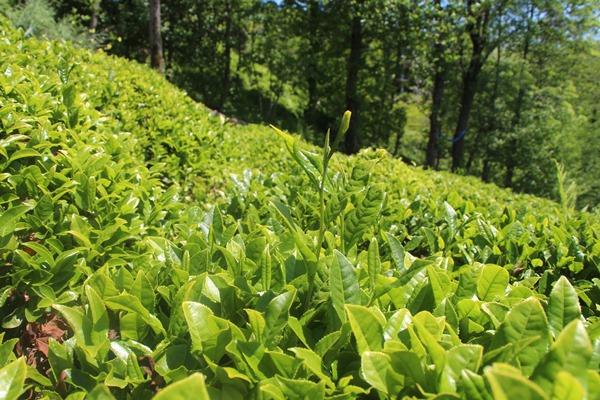 Doğu Karadeniz'de azalan yağışlar çay rekoltesini vurdu