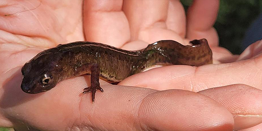 Karadeniz'in kirlenen sulak alanlarında 3 türün nesli tehlikede