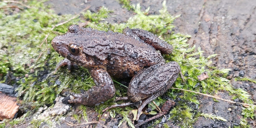 Karadeniz'in kirlenen sulak alanlarında 3 türün nesli tehlikede