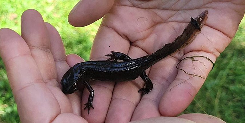 Karadeniz'in kirlenen sulak alanlarında 3 türün nesli tehlikede