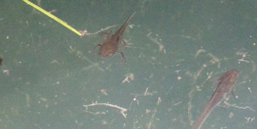 Karadeniz'in kirlenen sulak alanlarında 3 türün nesli tehlikede