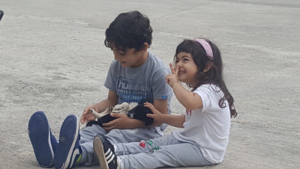 Trabzon Büyükşehir'den, sahipsiz canlara özel ilgi