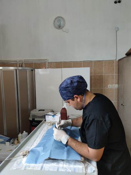 Trabzon Büyükşehir'den, sahipsiz canlara özel ilgi