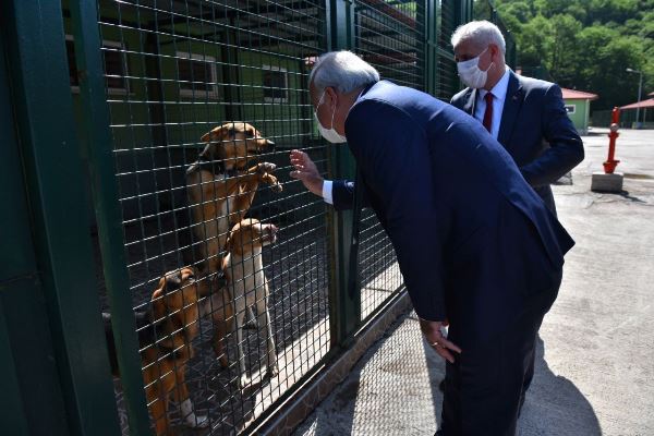 Trabzon Büyükşehir'den, sahipsiz canlara özel ilgi