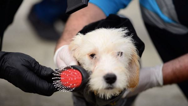 Trabzon Büyükşehir'den, sahipsiz canlara özel ilgi