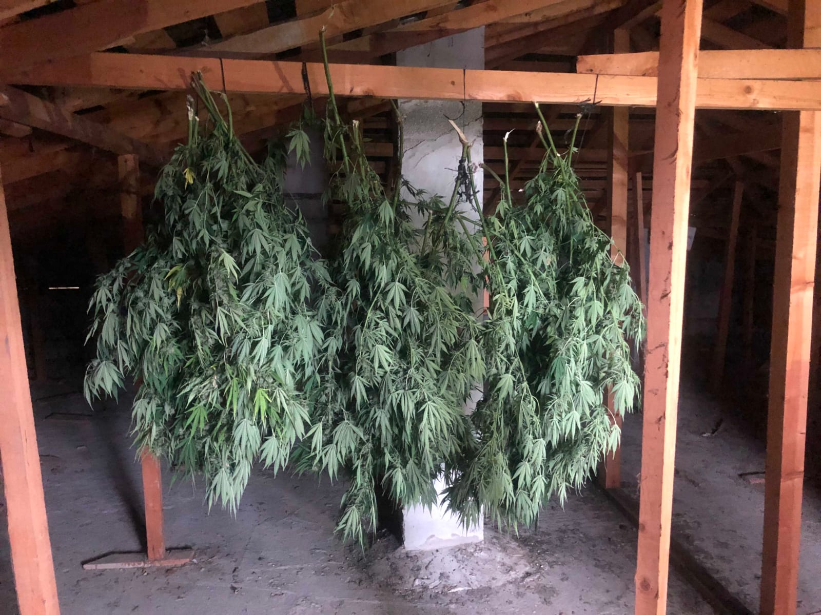 Jandarma’dan Uyuşturucu operasyonu!