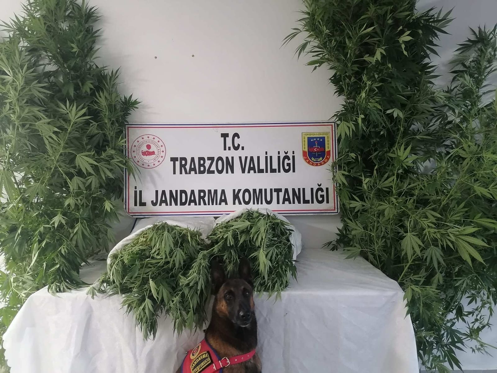 Jandarma’dan Uyuşturucu operasyonu!