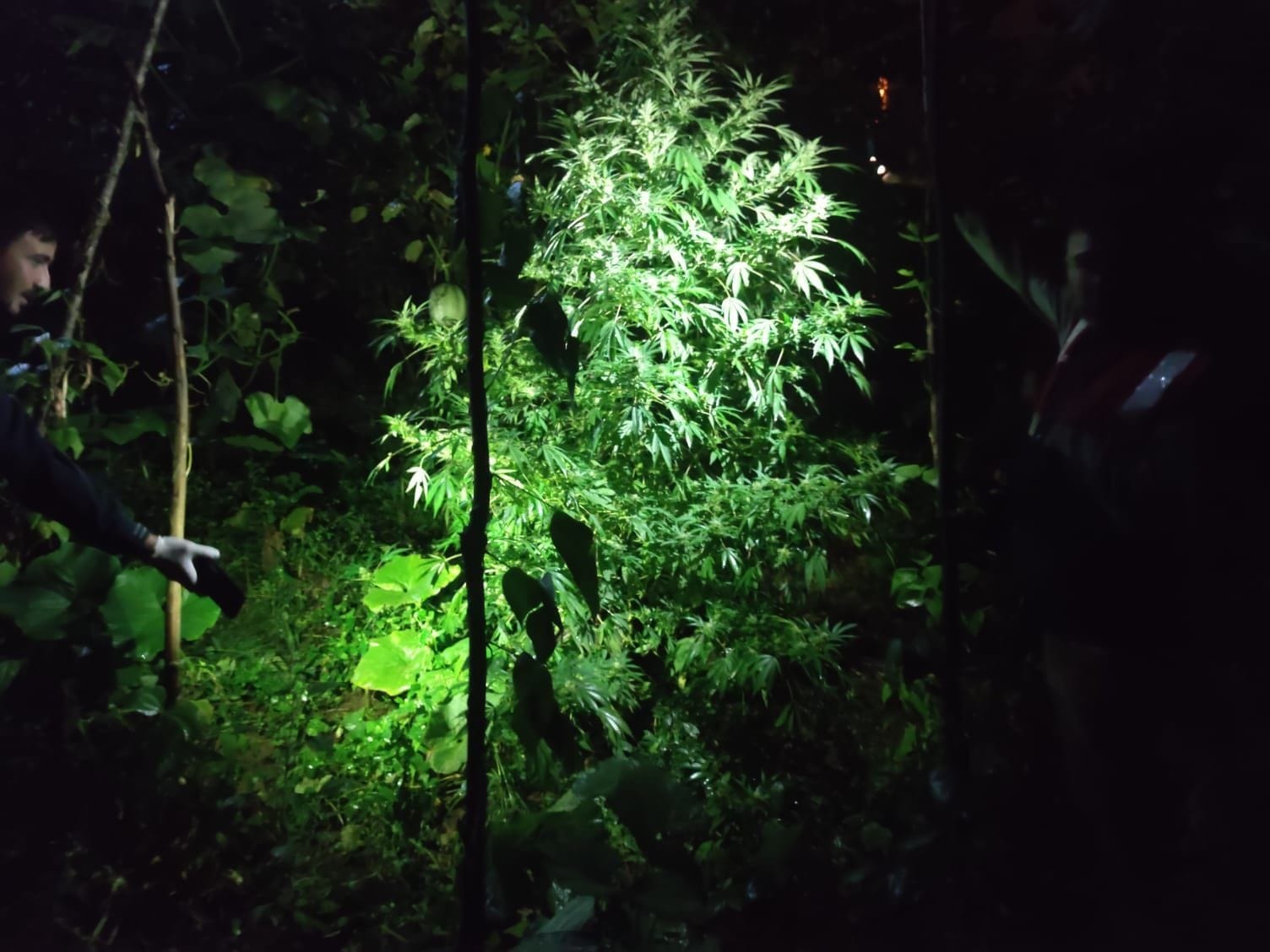 Trabzon’da uyuşturucu operasyonu! 10 Kilo esrar yakalandı