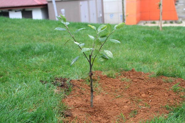 Her evin bahçesine Yomra elması