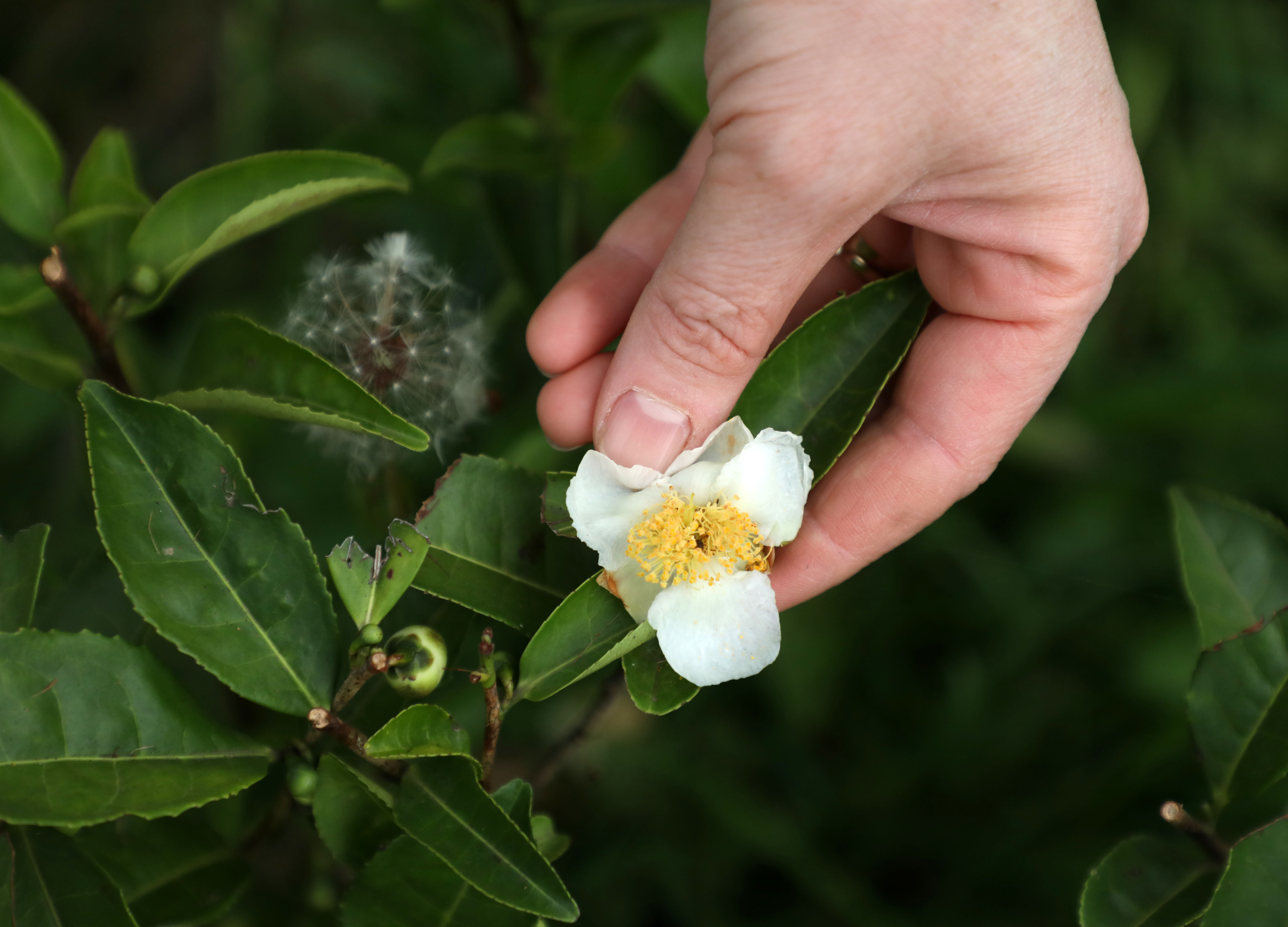 Türk çayının yeni tadı "çiçek çayı" raflarda yerini aldı