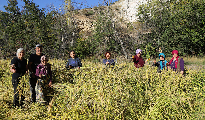 Artvin'de ata tohumu 20 yıl sonra toprakla buluştu