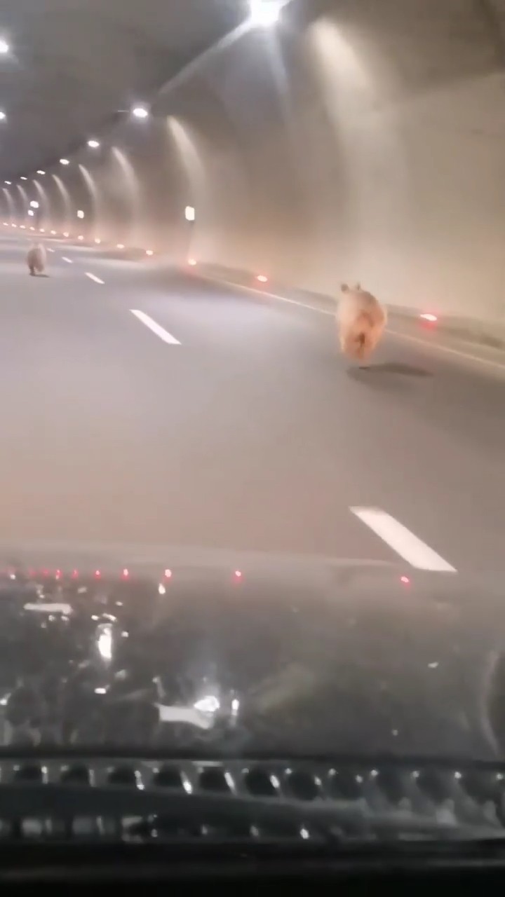 Gümüşhane'de tüneli kullanan ayı bu kez yalnız gelmedi