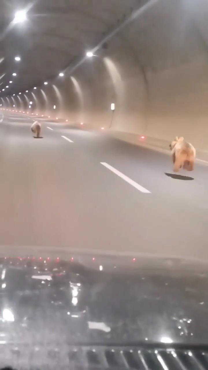 Gümüşhane'de tüneli kullanan ayı bu kez yalnız gelmedi