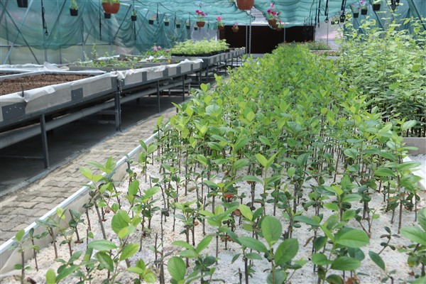 Trabzon'daki bu seralar hem vatandaşa hem de...