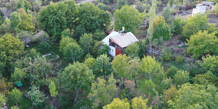Giresun'un tescilli Şebin cevizinde hasat mesaisi başladı