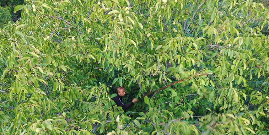 Giresun'un tescilli Şebin cevizinde hasat mesaisi başladı