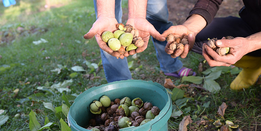 Giresun'un tescilli Şebin cevizinde hasat mesaisi başladı