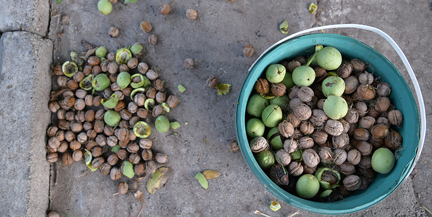 Giresun'un tescilli Şebin cevizinde hasat mesaisi başladı