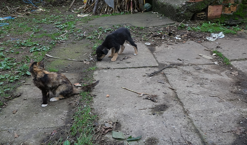 Kimyasalla ‘toplu köpek ölümü’  iddiasına soruşturma