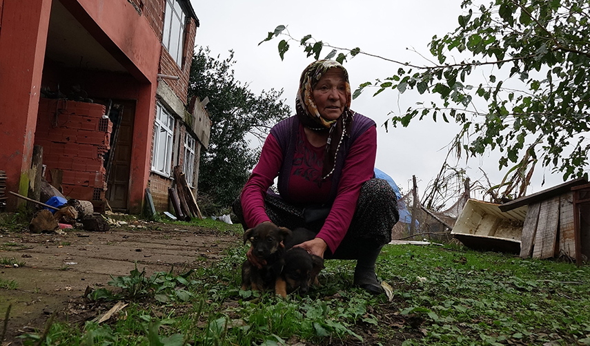 Kimyasalla ‘toplu köpek ölümü’  iddiasına soruşturma