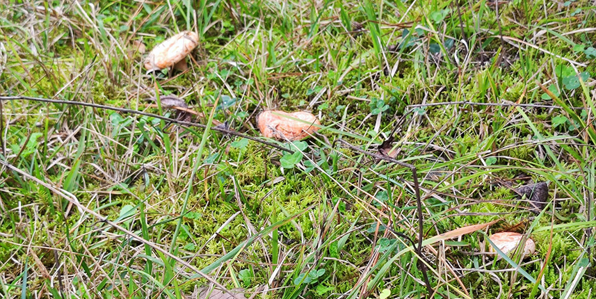 Ormanlık alanda yetişen kanlıca mantarı vatandaşların geçim kaynağı oldu