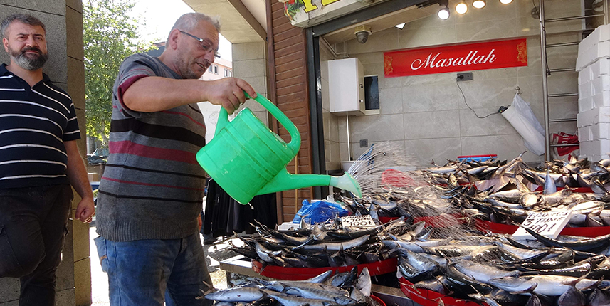 Trabzon'da tezgahlar palamutla doldu