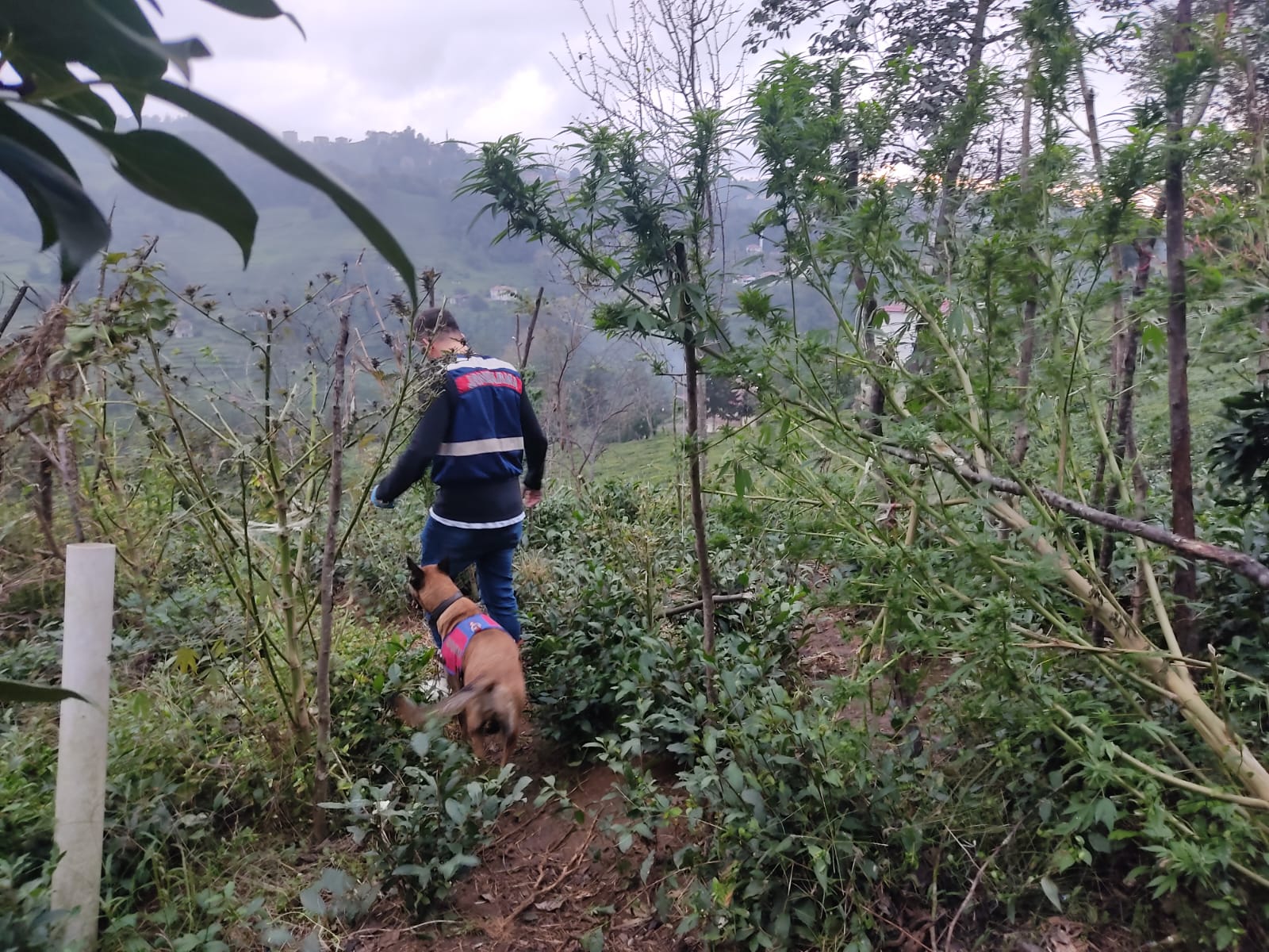 Trabzon’da jandarmadan uyuşturucu operasyonu!