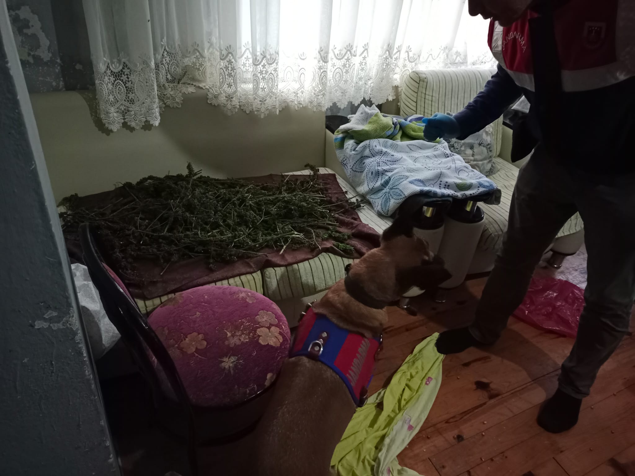 Trabzon’da jandarmadan uyuşturucu operasyonu!