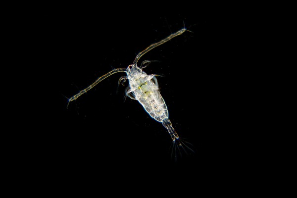 Mikroplastik kirliliği korkutucu boyutlara ulaştı! Hamsi, palamut, mezgit, barbun ve istavritte tespit edildi