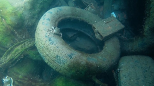 Mikroplastik kirliliği korkutucu boyutlara ulaştı! Hamsi, palamut, mezgit, barbun ve istavritte tespit edildi