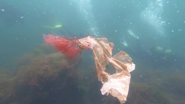 Mikroplastik kirliliği korkutucu boyutlara ulaştı! Hamsi, palamut, mezgit, barbun ve istavritte tespit edildi