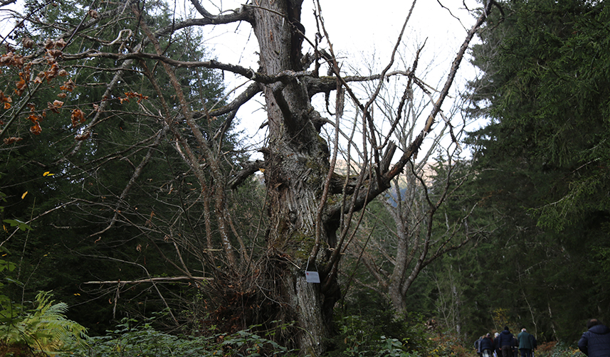 Artvin'deki tarihi ağaçlar anıt ağaç olarak tescillendi