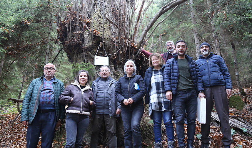 Artvin'deki tarihi ağaçlar anıt ağaç olarak tescillendi