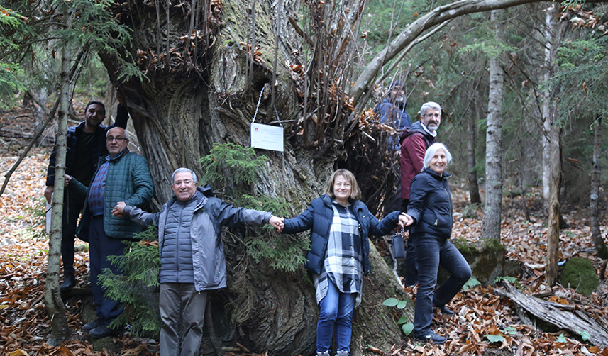 Artvin'deki tarihi ağaçlar anıt ağaç olarak tescillendi