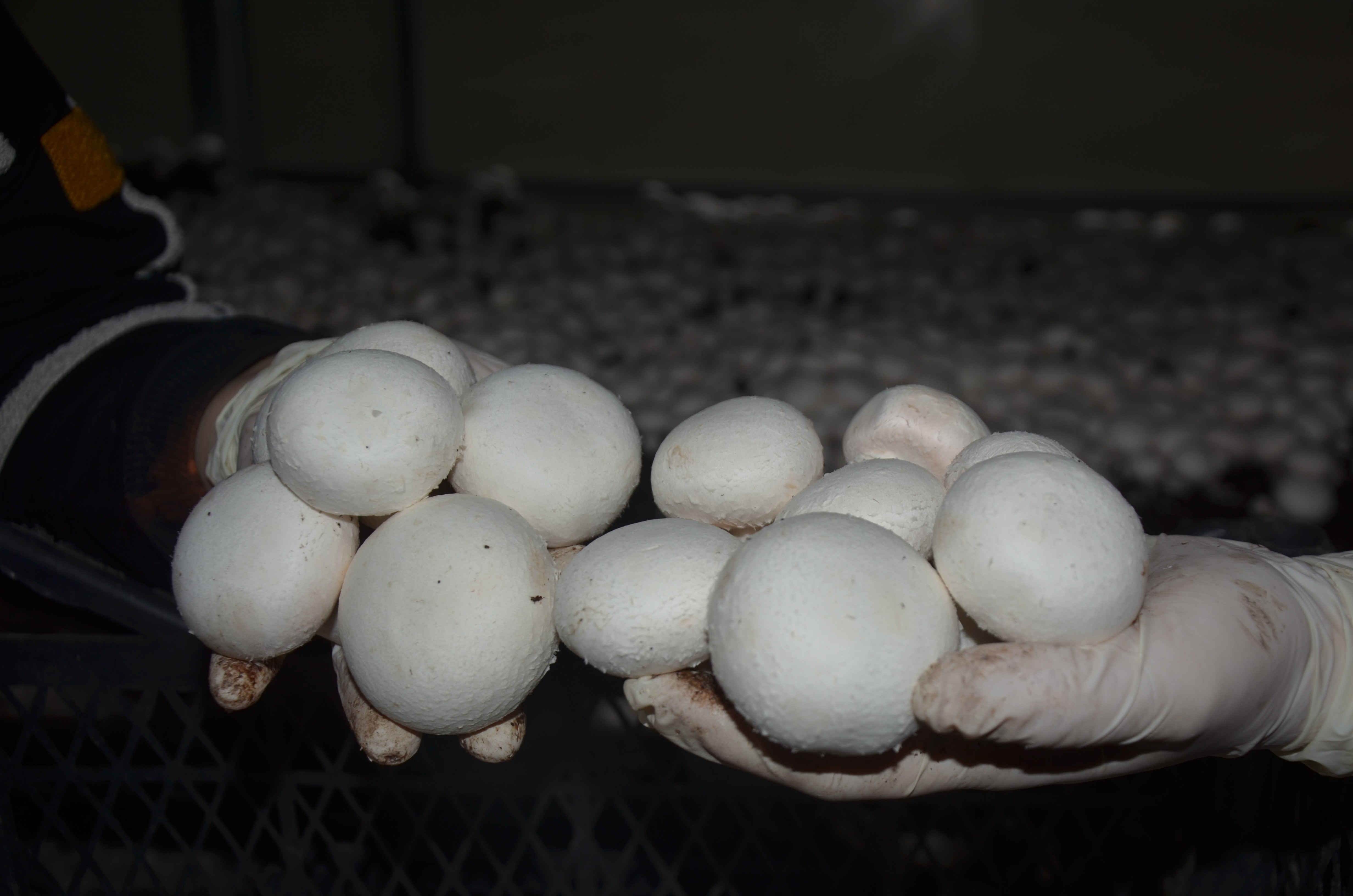 Mantar yetiştiriciliğine başlayan girişimci kadın taleplere yetişemiyor 