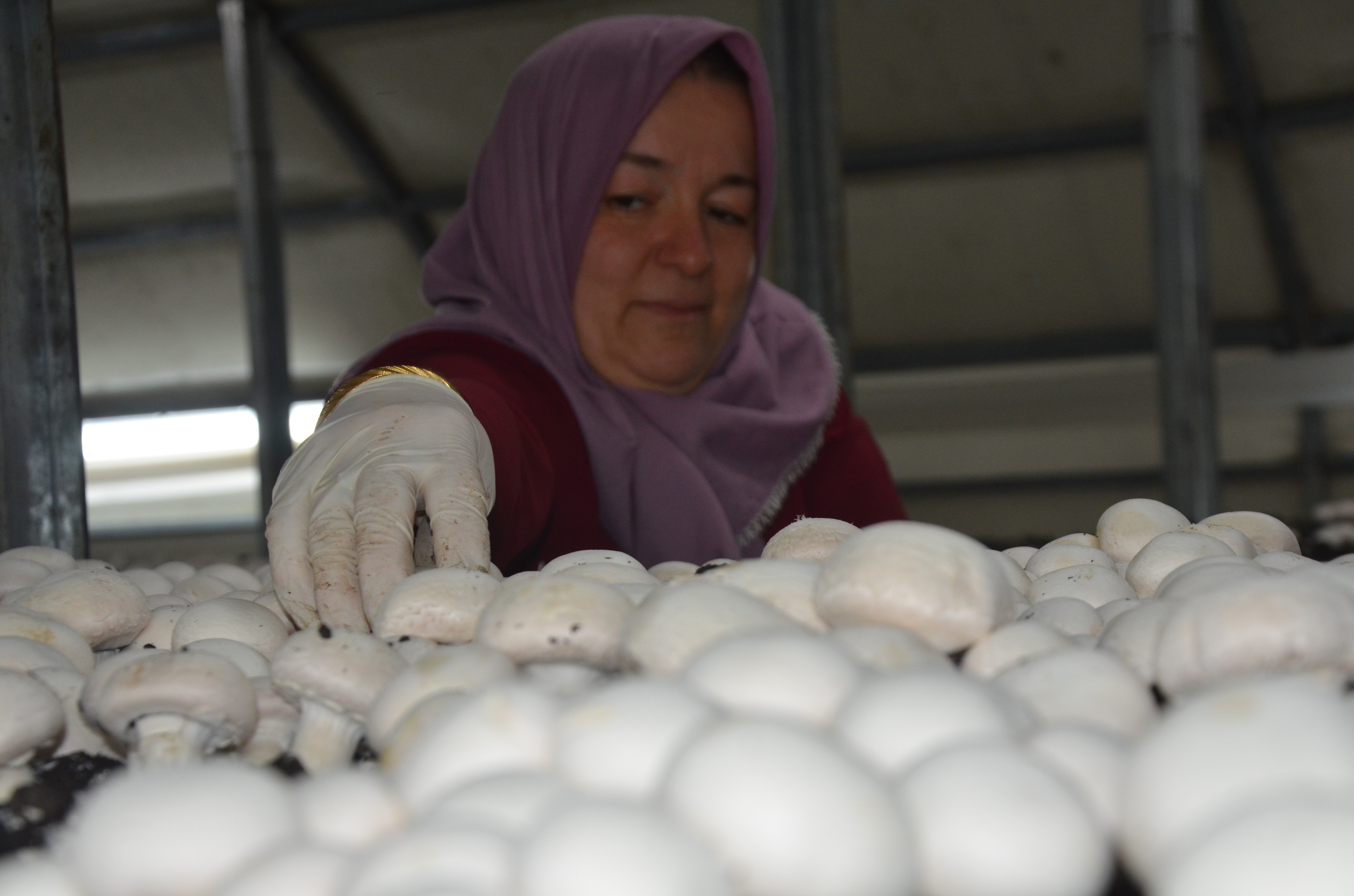 Mantar yetiştiriciliğine başlayan girişimci kadın taleplere yetişemiyor 