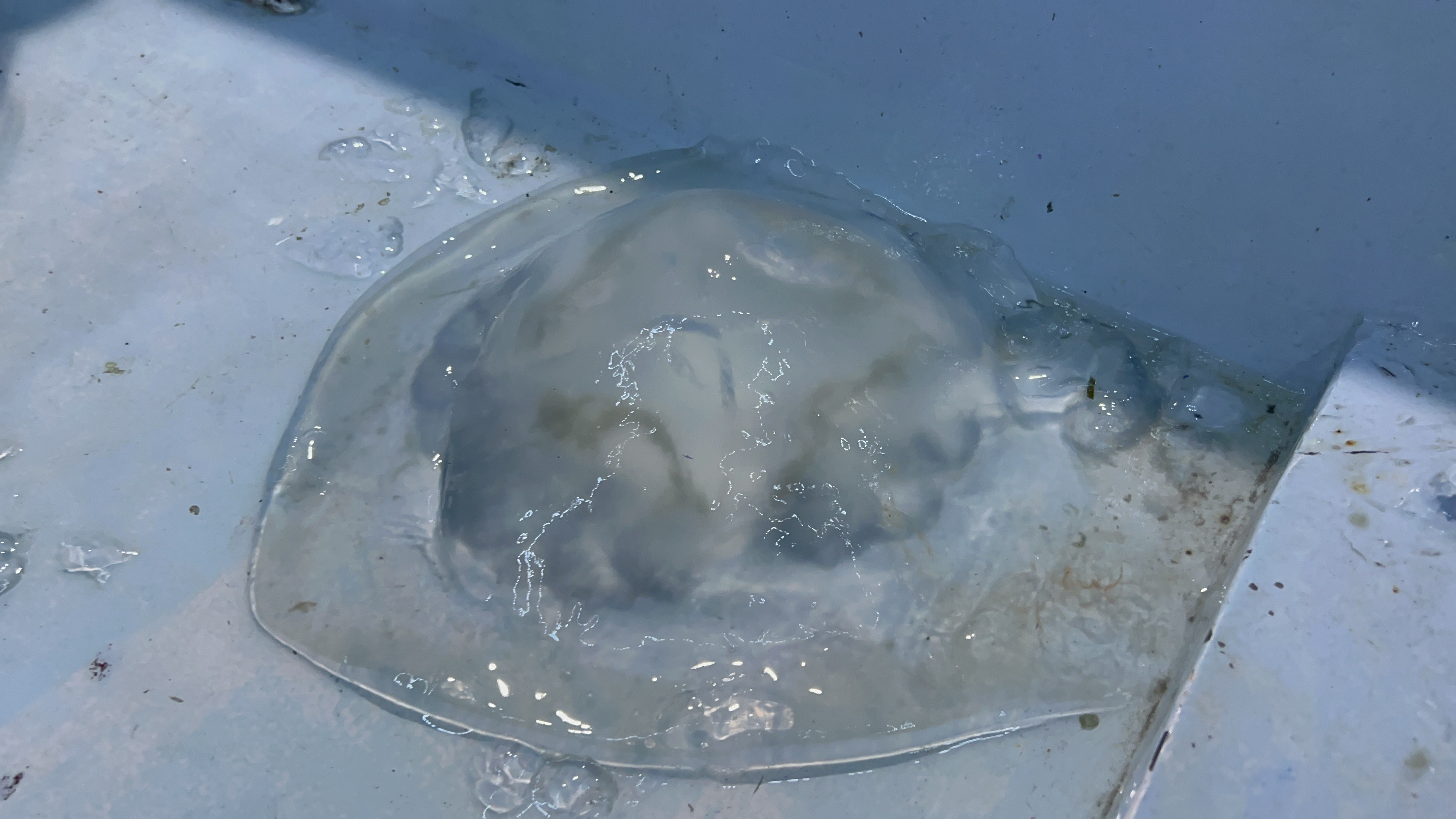 Trabzon'da balıkçıların denizanası çilesi