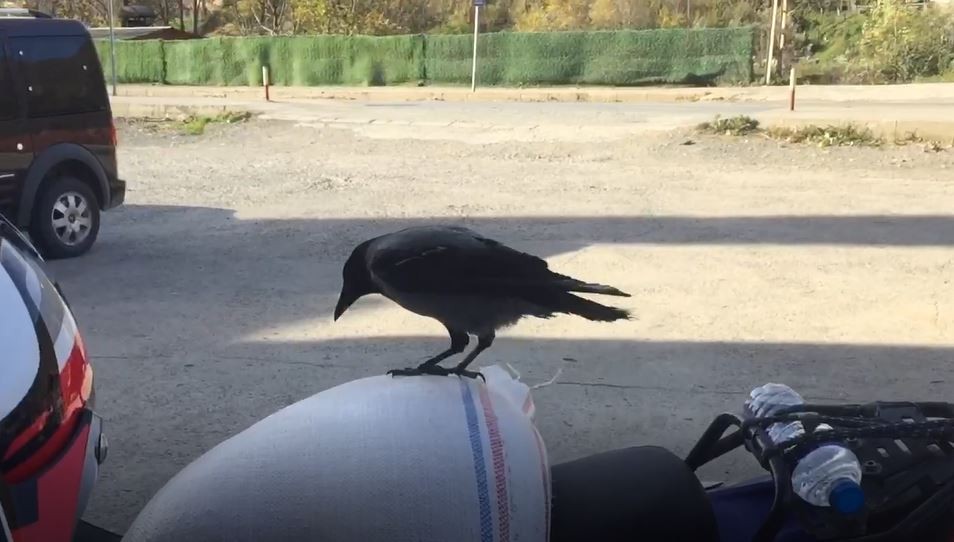Bu karga Artvin'de esnafın maskotu oldu