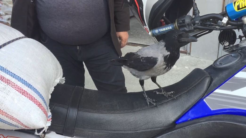 Bu karga Artvin'de esnafın maskotu oldu