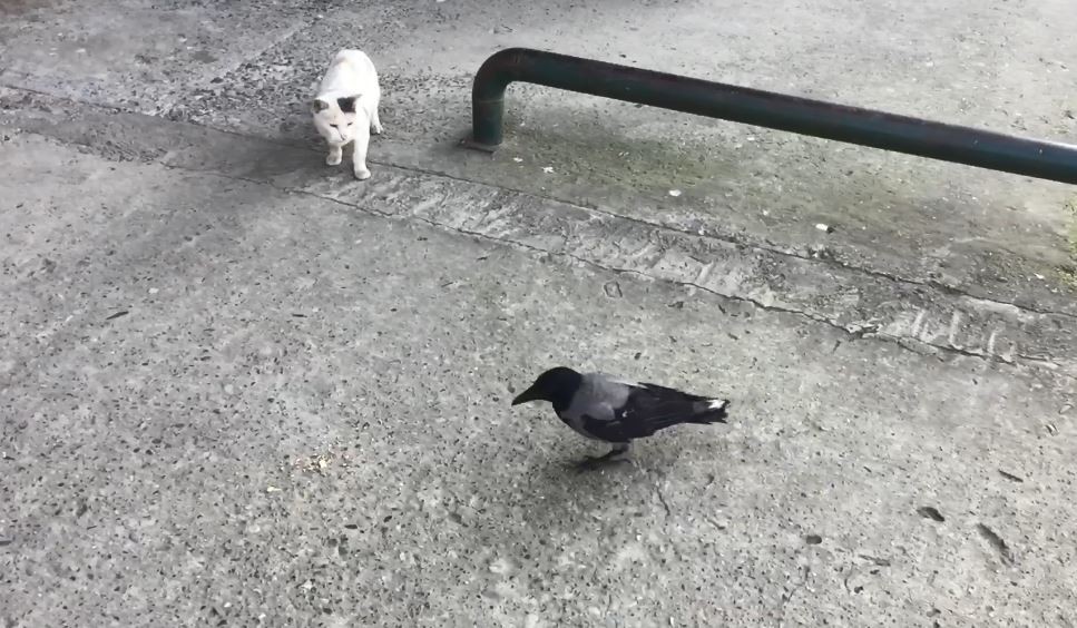 Bu karga Artvin'de esnafın maskotu oldu