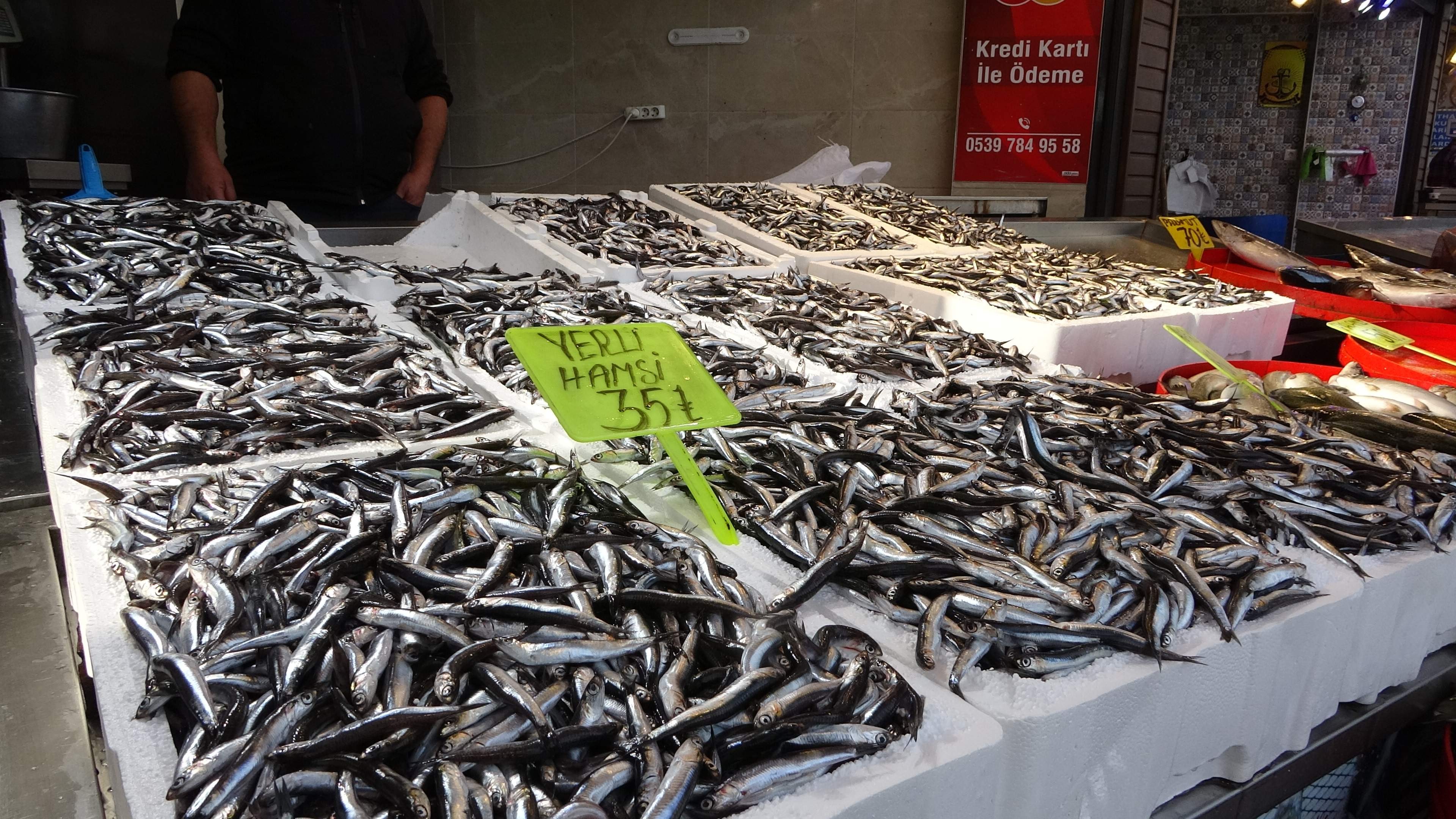 Karadeniz'de palamuttan sonra hamsi bereketi 