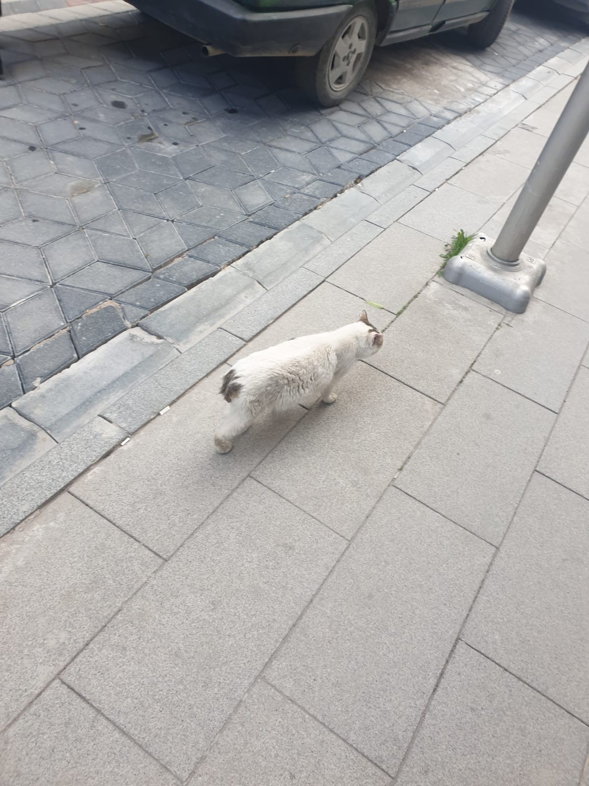 Kuyruğu ve bacakları kesildiği iddia edilen kediler tepkiye neden oldu